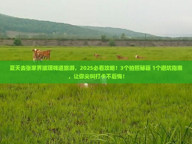 夏天去张家界玻璃栈道旅游