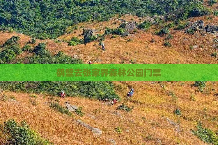鹤壁去张家界森林公园门票