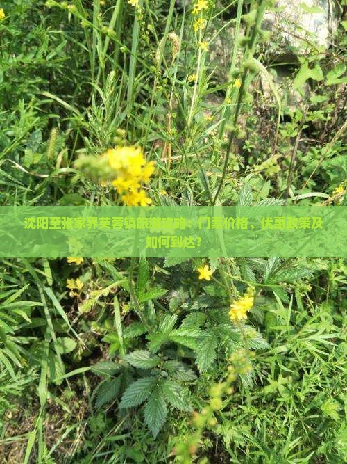 沈阳至张家界芙蓉镇旅游攻略：门票价格、优惠政策及如何到达？