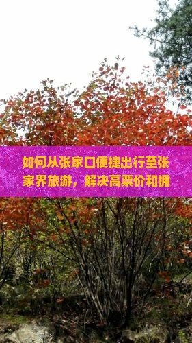 如何从张家口便捷出行至张家界旅游，解决高票价和拥堵痛点？