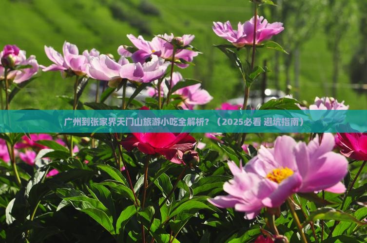 广州到张家界天门山旅游小吃