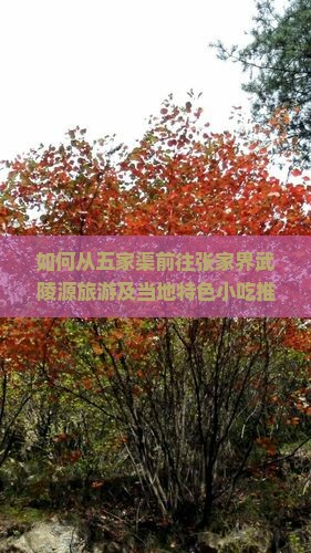 如何从五家渠前往张家界武陵源旅游及当地特色小吃推荐？