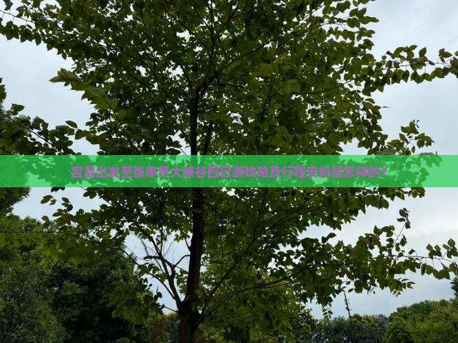 宜昌出发至张家界大峡谷四日游攻略及行程安排是怎样的？