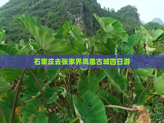 石家庄去张家界凤凰古城四日游