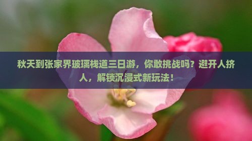 秋天到张家界玻璃栈道三日游