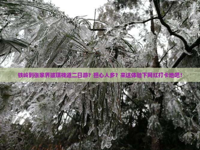 铁岭到张家界玻璃栈道二日游？担心人多？来这体验下网红打卡地吧！