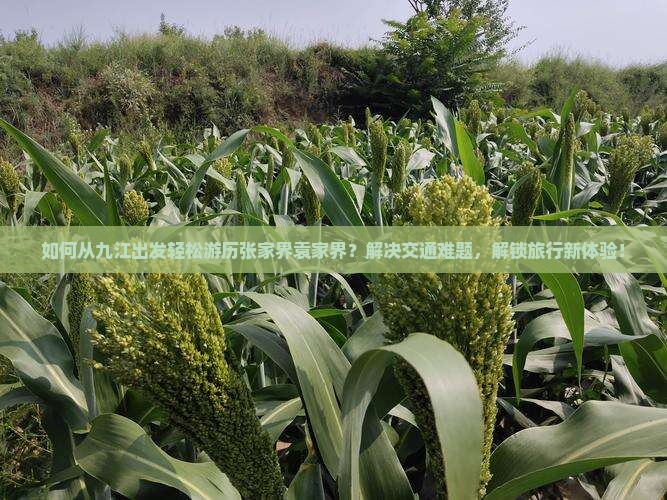 如何从九江出发轻松游历张家界袁家界？解决交通难题，解锁旅行新体验！