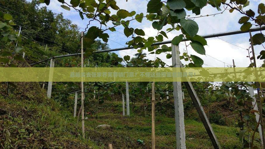 嘉峪关去张家界芙蓉镇门票？不懂这些购票套路真亏！