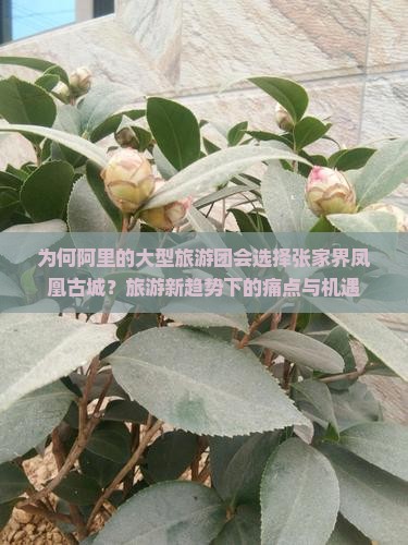 为何阿里的大型旅游团会选择张家界凤凰古城？旅游新趋势下的痛点与机遇
