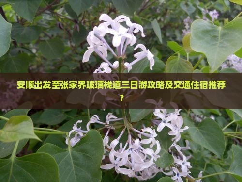 安顺出发至张家界玻璃栈道三日游攻略及交通住宿推荐？