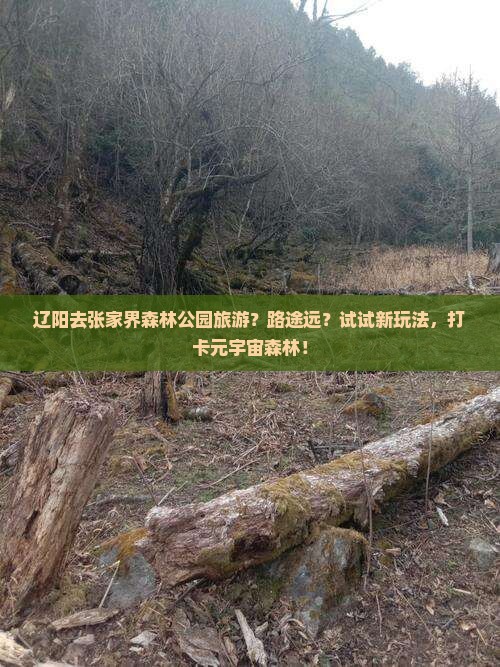 辽阳去张家界森林公园旅游？路途远？试试新玩法，打卡元宇宙森林！