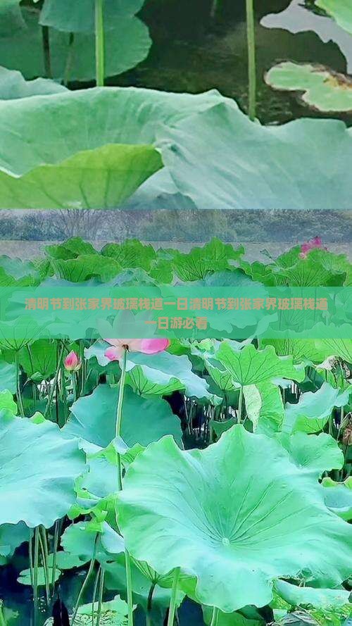 清明节到张家界玻璃栈道一日