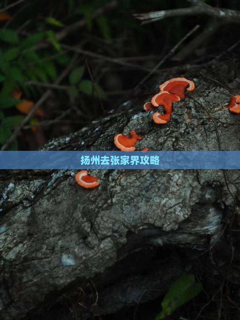 扬州去张家界攻略