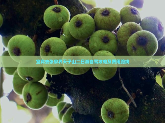 宜宾去张家界天子山二日游自驾攻略及费用路线