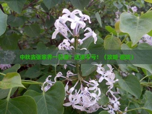 中秋节到张家界一日