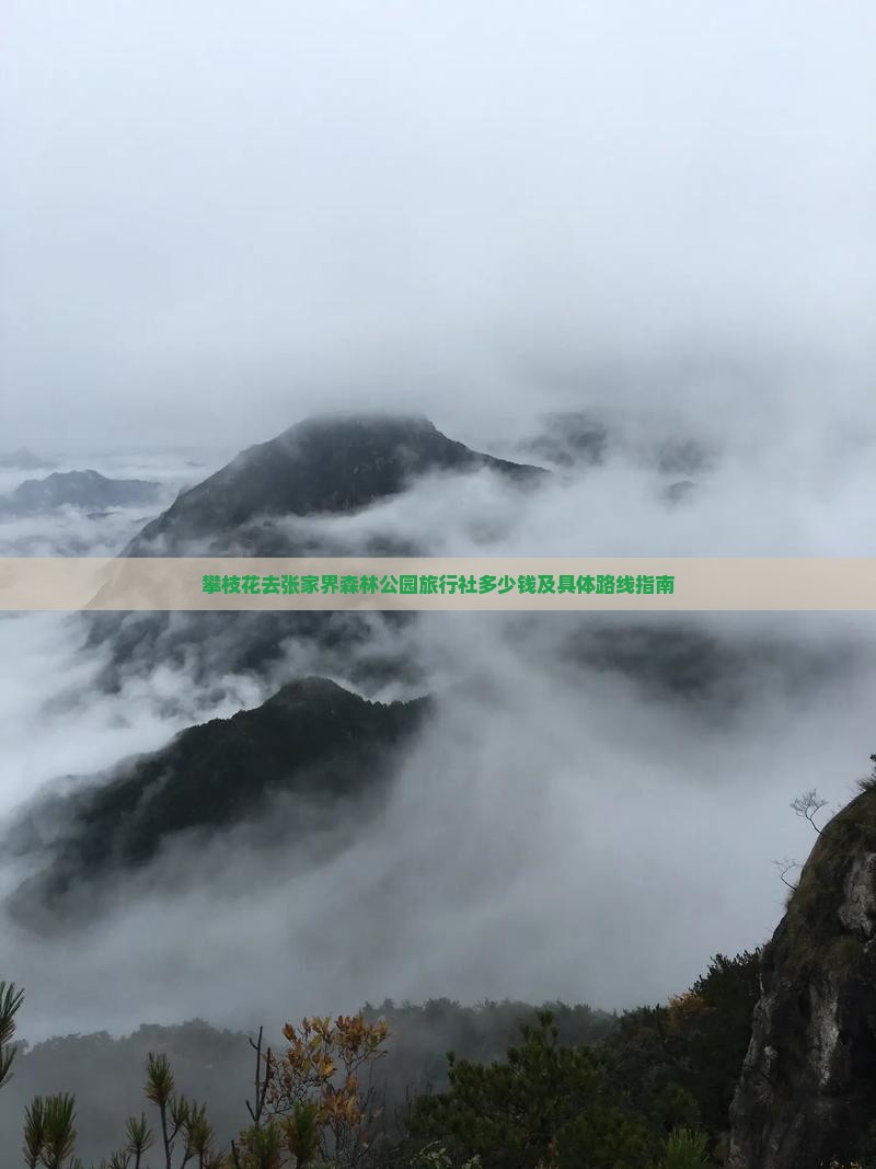 攀枝花去张家界森林公园旅行社多少钱及具体路线指南