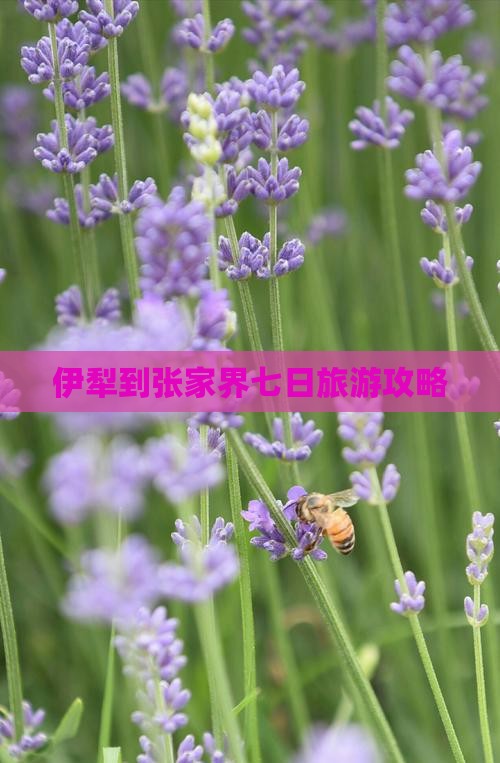 伊犁到张家界七日游