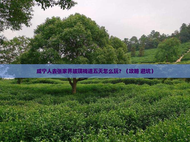 咸宁去张家界玻璃栈道五日游