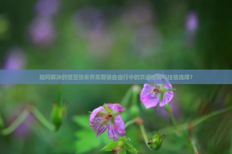 如何解决鹤壁至张家界芙蓉镇自由行中的交通难题与住宿选择？