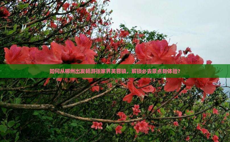 如何从郴州出发畅游张家界芙蓉镇，解锁必去景点新体验？