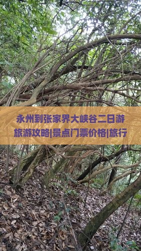 永州到张家界大峡谷二日游旅游攻略|景点门票价格|旅行社|航行费用信息
