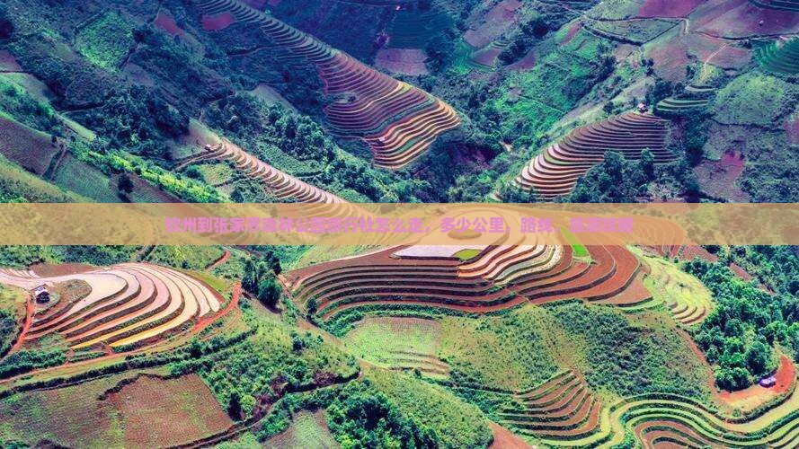 钦州到张家界森林公园旅行社
