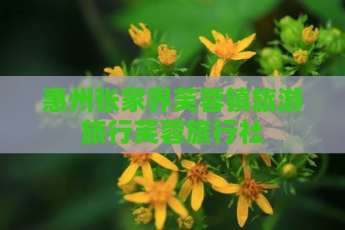 惠州去张家界芙蓉镇旅行社