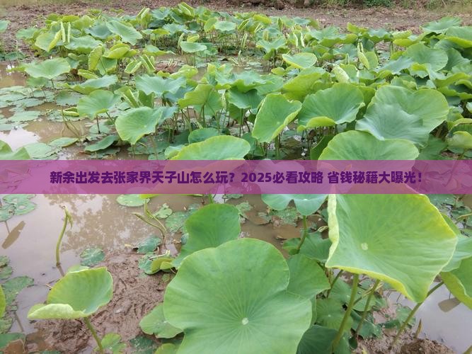 新余去张家界天子山攻略