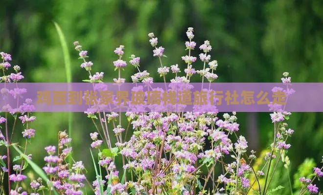 鸡西到张家界玻璃栈道旅行社
