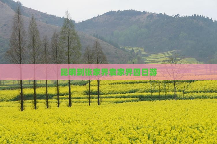 昆明到张家界袁家界四日游