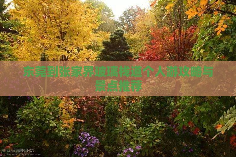 东莞到张家界玻璃栈道个人游
