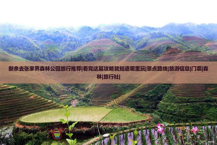 新余去张家界森林公园旅行推荐|看完这篇攻略就知道哪里玩|景点路线|旅游信息|门票|森林|旅行社|