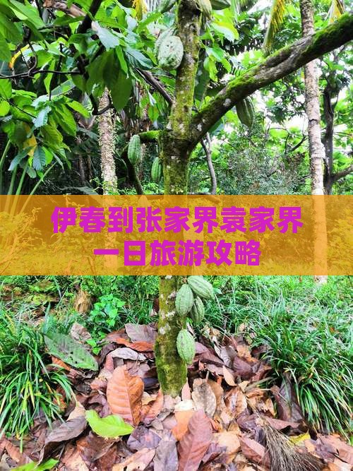 伊春到张家界袁家界一日