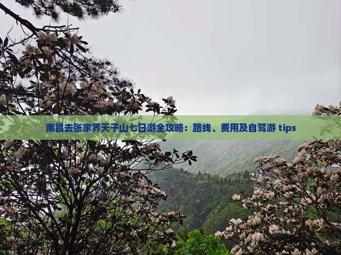 南昌去张家界天子山七日游全攻略：路线、费用及自驾游 tips