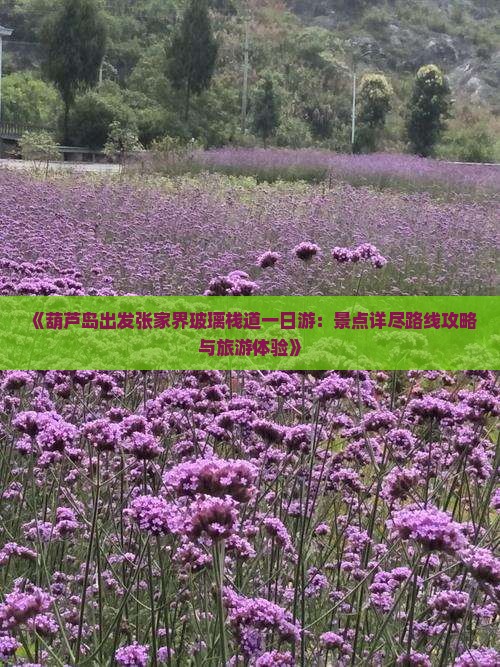 《葫芦岛出发张家界玻璃栈道一日游：景点详尽路线攻略与旅游体验》