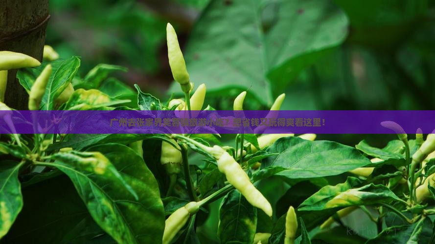 广州去张家界芙蓉镇旅游小吃？想省钱又玩得爽看这里！
