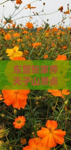 东营去张家界天子山一日
