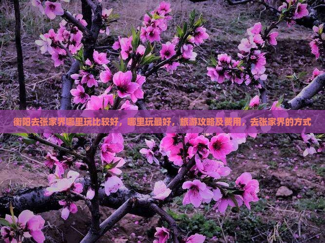 衡阳去张家界哪里玩