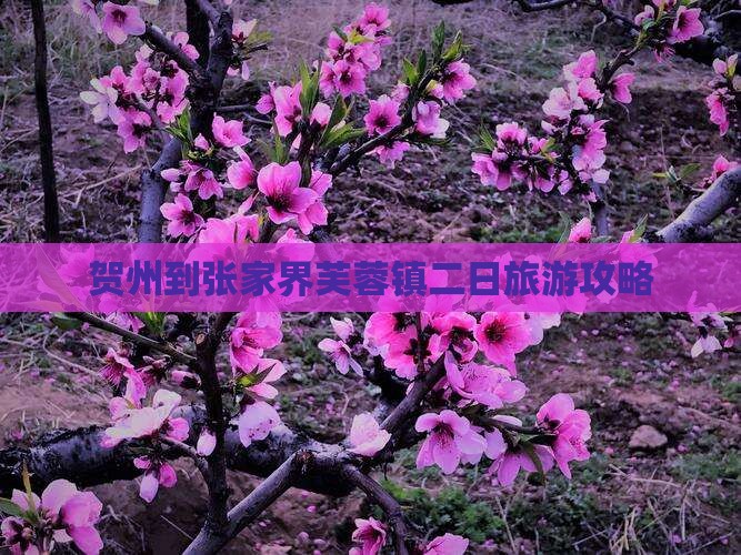 贺州到张家界芙蓉镇二日游