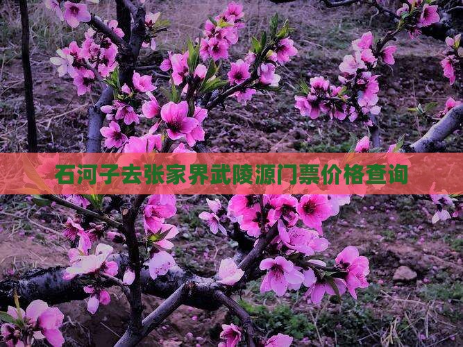 石河子去张家界武陵源门票价格查询