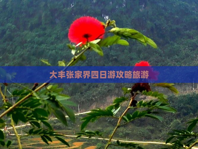 大丰去张家界四日游
