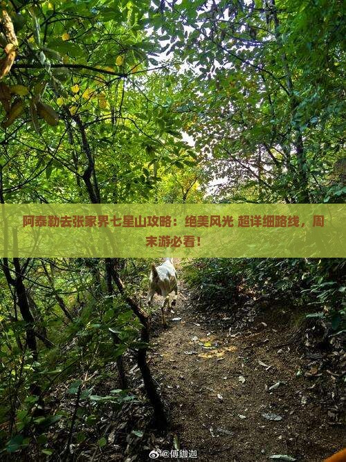 阿泰勒去张家界七星山攻略