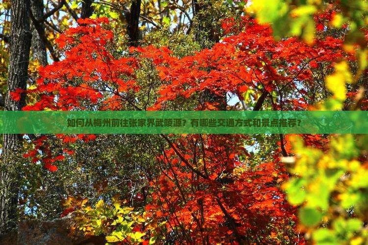 如何从梅州前往张家界武陵源？有哪些交通方式和景点推荐？