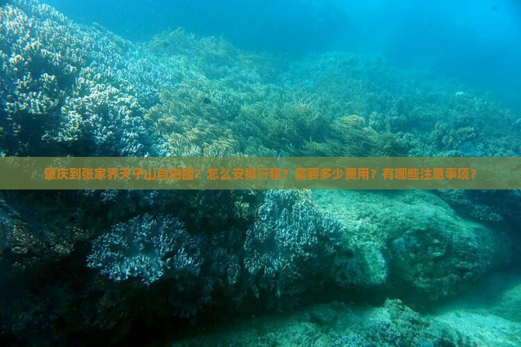 肇庆到张家界天子山自由团？怎么安排行程？需要多少费用？有哪些注意事项？