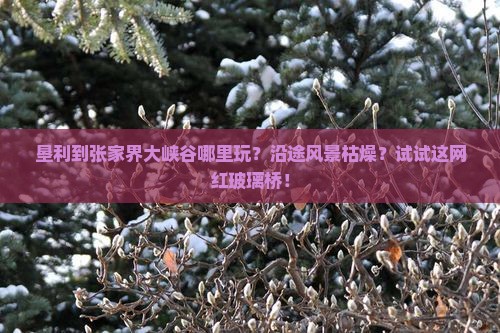 垦利到张家界大峡谷哪里玩？沿途风景枯燥？试试这网红玻璃桥！