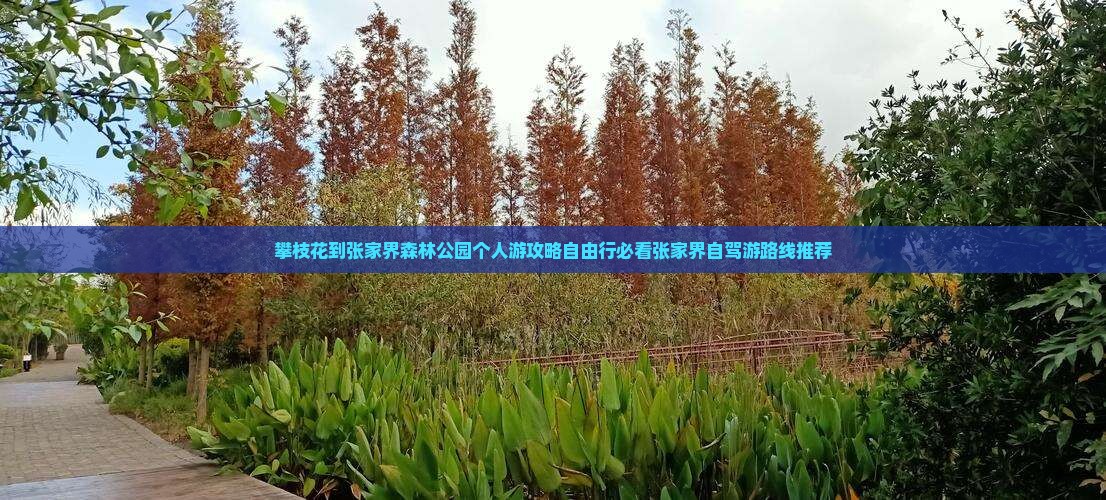 攀枝花到张家界森林公园个人游
