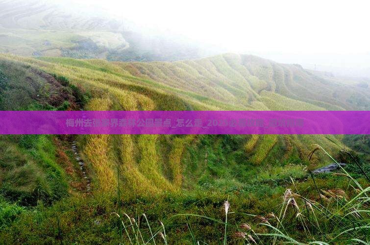 梅州去张家界森林公园景点