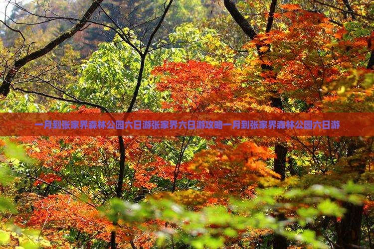 一月到张家界森林公园六日游