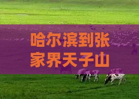 哈尔滨到张家界天子山门票