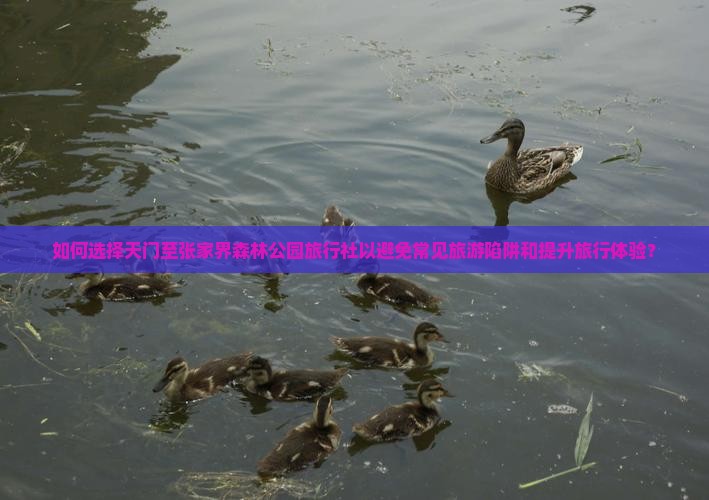 如何选择天门至张家界森林公园旅行社以避免常见旅游陷阱和提升旅行体验？